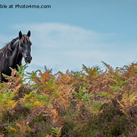 Buy canvas prints of Horse amongst the Bracken by Sue Knight