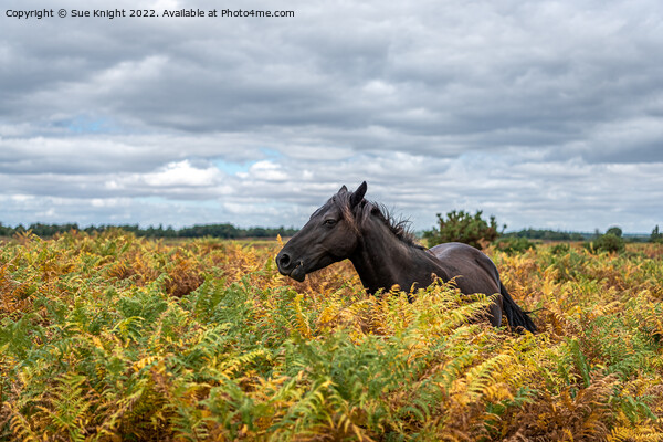 New Forest Pony amongst the bracken Picture Board by Sue Knight