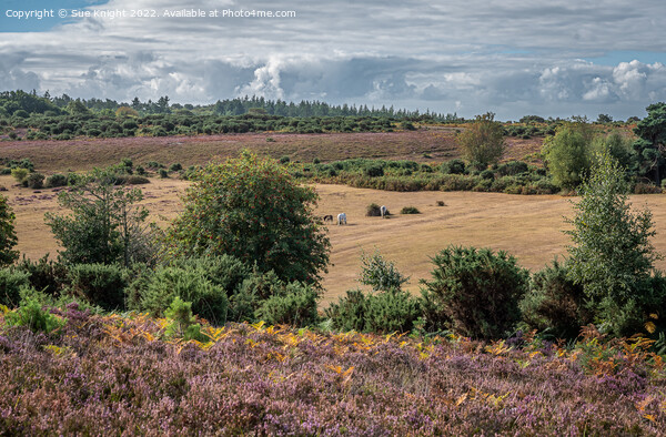 New Forest landscape Picture Board by Sue Knight