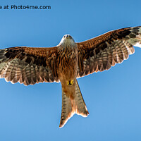 Buy canvas prints of Red Kite in flight by Sue Knight