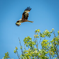 Buy canvas prints of A Red Kite flying in the sky by Sue Knight