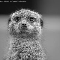 Buy canvas prints of Black & white portrait of a Meerkat by Sue Knight