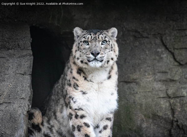 Portrait of a Snow Leopard Picture Board by Sue Knight