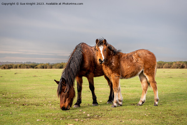 New Forest ponies on the open moor Picture Board by Sue Knight