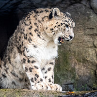 Buy canvas prints of A Snow Leopard standing on a rock by Sue Knight