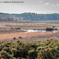 Buy canvas prints of View across the New Forest by Sue Knight