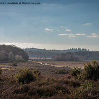 Buy canvas prints of View from Dibden Inclosure, New Forest by Sue Knight