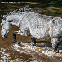 Buy canvas prints of A horse wading through Ipley River by Sue Knight