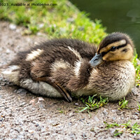 Buy canvas prints of Duckling on river bank by Sue Knight