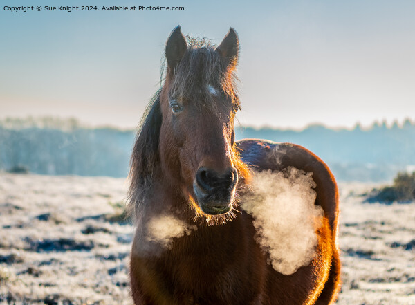 New Forest Pony on a frosty morning Picture Board by Sue Knight