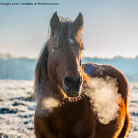 Buy canvas prints of New Forest Pony on a frosty morning by Sue Knight