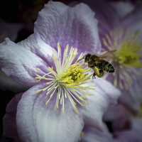Buy canvas prints of  The pollen collector by Sue Knight