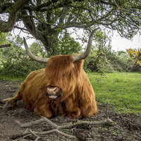 Buy canvas prints of  Highland cow at Setley,New Forest by Sue Knight
