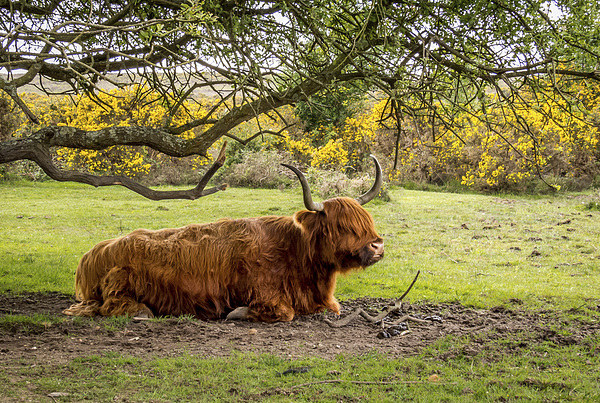  Highland Cow,New Forest,Hampshire Picture Board by Sue Knight