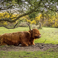 Buy canvas prints of  Highland Cow,New Forest,Hampshire by Sue Knight