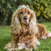 Buy canvas prints of  The English Cocker Spaniel by Sue Knight