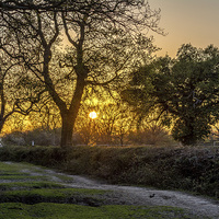 Buy canvas prints of An evening walk at Roughdown by Sue Knight