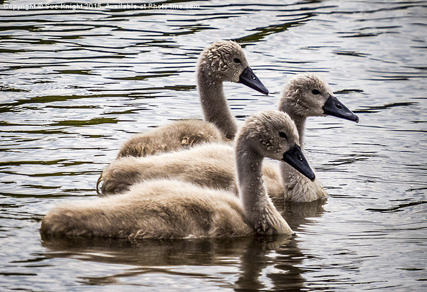  Cygnets Picture Board by Sue Knight