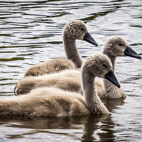 Buy canvas prints of  Cygnets by Sue Knight