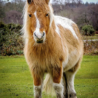 Buy canvas prints of  New Forest Pony by Sue Knight