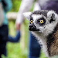 Buy canvas prints of  Lemur by Sue Knight