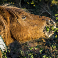 Buy canvas prints of  New Forest Pony enjoying a nibble! by Sue Knight