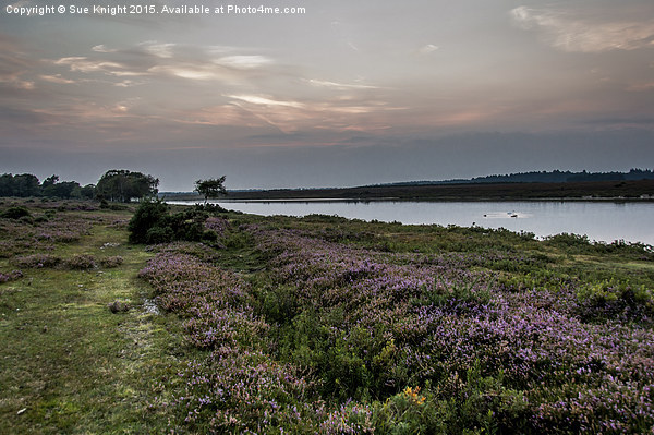  A view across Hatchet pond,New Forest Picture Board by Sue Knight