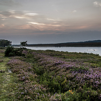 Buy canvas prints of  A view across Hatchet pond,New Forest by Sue Knight