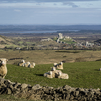 Buy canvas prints of  A view of Corfe castle, Dorset by Sue Knight