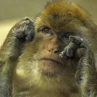 Buy canvas prints of  Barbary Macaque  by Sue Knight