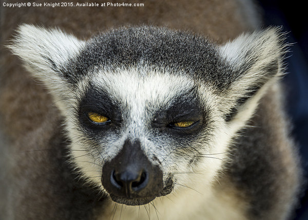  Lemur Picture Board by Sue Knight
