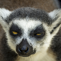 Buy canvas prints of  Lemur by Sue Knight