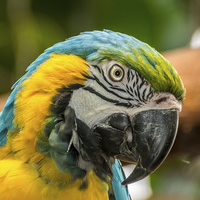 Buy canvas prints of  Blue and Yellow Macaw by Sue Knight