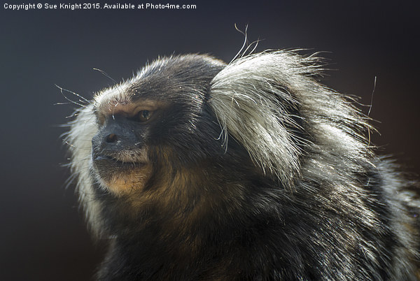  Marmoset Monkey Picture Board by Sue Knight
