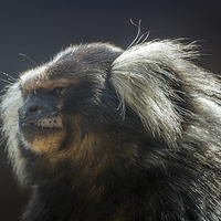 Buy canvas prints of  Marmoset Monkey by Sue Knight