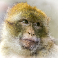 Buy canvas prints of  Portrait of a Barbary Macaque  by Sue Knight