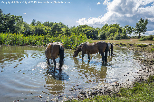 New Forest ponies at Hatchet pond Picture Board by Sue Knight