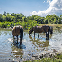 Buy canvas prints of New Forest ponies at Hatchet pond by Sue Knight