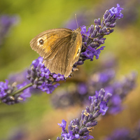 Buy canvas prints of  Butterfly on Lavender by Sue Knight