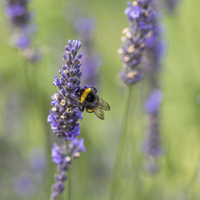 Buy canvas prints of  Bee on Lavender by Sue Knight
