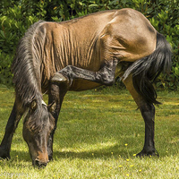 Buy canvas prints of  New Forest Pony grazing by Sue Knight