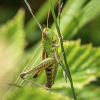 Buy canvas prints of  Grasshopper  by Sue Knight