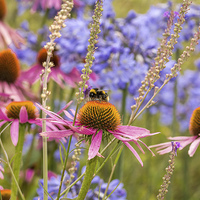 Buy canvas prints of Summer flowers and Bee , Exbury Gardens by Sue Knight