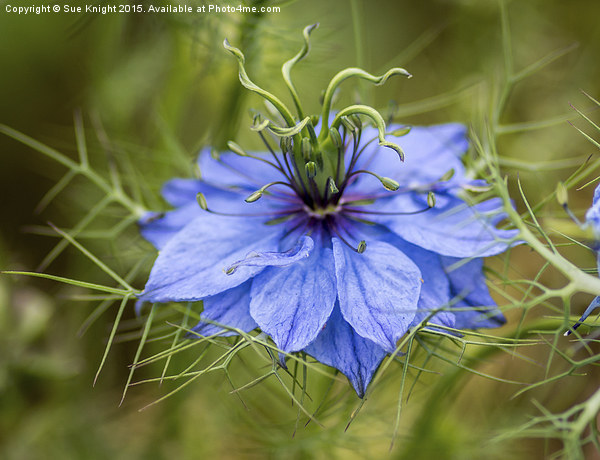 Love in a mist Picture Board by Sue Knight