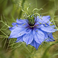 Buy canvas prints of  Love in a mist by Sue Knight