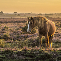 Buy canvas prints of New Forest pony in the early morning light At Burl by Sue Knight