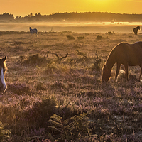 Buy canvas prints of  New Forest ponies in the mist by Sue Knight