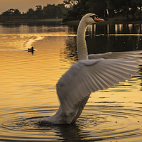 Buy canvas prints of  Swan Lake by Sue Knight