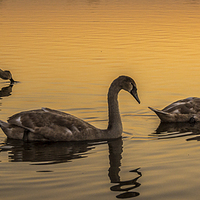 Buy canvas prints of  Swans at Sunset by Sue Knight