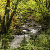 Buy canvas prints of  The river at Horner Wood,Somerset by Sue Knight